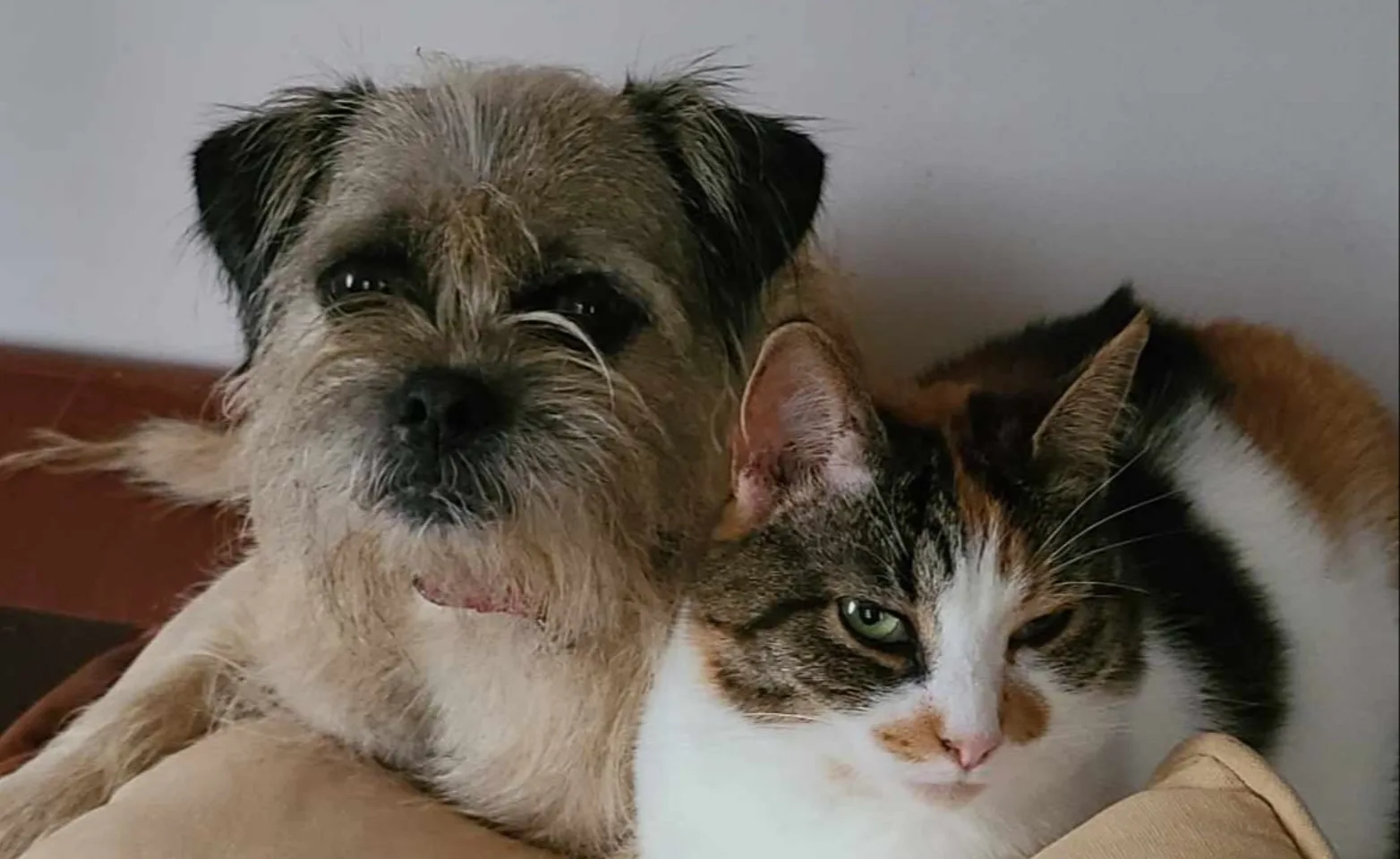 dog and cat sitting on sofa